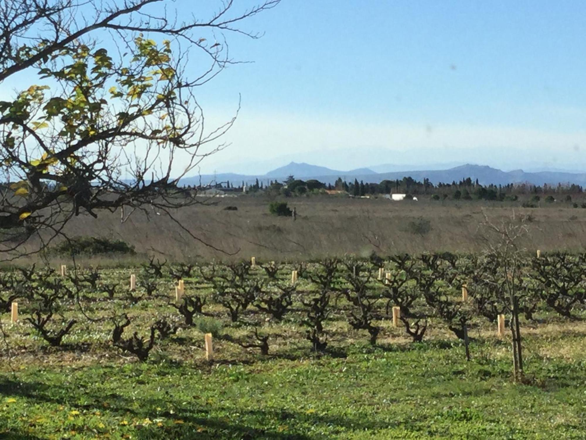 Bed and Breakfast Mas Soleil Et Vignes Saint-Hippolyte  Exterior foto